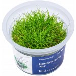 Eleocharis parvula – Sleviste.cz