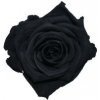 Květina Lucy 5 Black - černá (Vazba 5x stabilizovaná "věčná" růže)