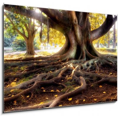 Skleněný obraz 1D - 100 x 70 cm - Centenarian tree with large trunk and big roots above the ground Centenářský strom s velkým kmenem a velkými kořeny nad zemí – Zboží Mobilmania