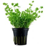 Micranthemum umbrosum - Malokvětka tmavá – Zboží Dáma