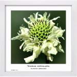 Tradag Rámeček Natura bílý 30x30 – Sleviste.cz