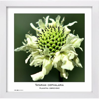 Tradag Rámeček Natura bílý 30x30 – Sleviste.cz