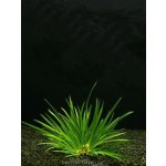 Acorus pusillus - Puškvorec trávolistý – Sleviste.cz