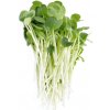 Osivo a semínko Toraf Microgreens, semínka na klíčky - Vojtěška Alfalfa 20g