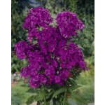 Plamenka 'Nicky' 3 ks – Hledejceny.cz