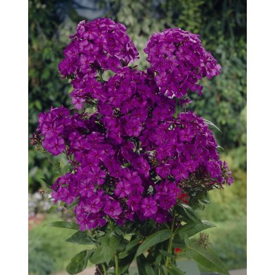 Plamenka 'Nicky' 3 ks – Hledejceny.cz