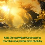 Walmark Jód z kelpu tablety pro správnou funkci štítné žlázy 90 tablet – Zboží Dáma