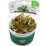 Cryptocoryne wendtii Kompakt – Sleviste.cz