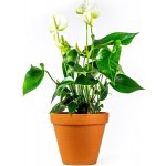 Gardners Anthurium andraeanum bílá, průměr 12 cm Anturie, Toulitka, Prasečí ocásek – Hledejceny.cz