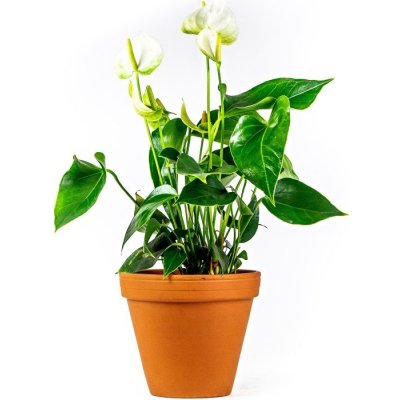 Gardners Anthurium andraeanum bílá, průměr 12 cm Anturie, Toulitka, Prasečí ocásek – Hledejceny.cz