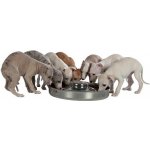 Trixie Miska pro štěně se zvýšeným středem 1,4 l 29 cm – Zbozi.Blesk.cz