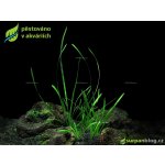 Vallisneria americana var. natans – Zboží Mobilmania