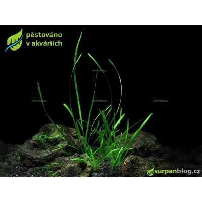 Vallisneria americana var. natans – Zboží Dáma