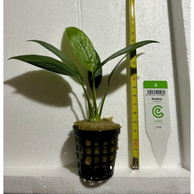 Anubias congensis - Anubis konžský – Zboží Dáma