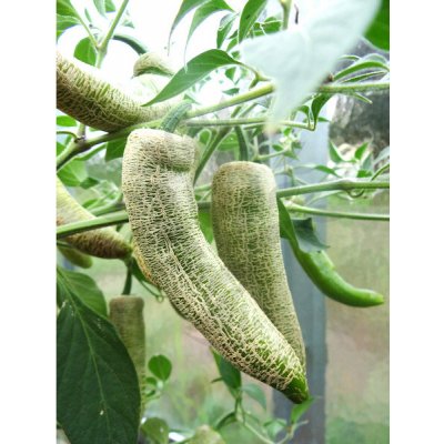 Jalapeno Farmers – Sleviste.cz