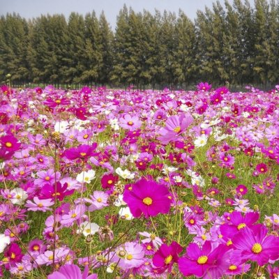 Nasiona letnička Kosmos Krásenka Zpeřená (Cosmos Bipinnatus) MIX 100 g – Hledejceny.cz