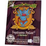 Sweet Seeds Tropicanna Poison F1 Fast Version semena neobsahují THC 3 ks – Zbozi.Blesk.cz