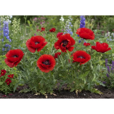 Mák velkokvětý 'Indian Chief' 1 ks – Zboží Mobilmania