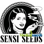 Sensi Seeds Banana Kush Cake Auto semena neobsahují THC 1 ks – Zboží Dáma