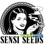 Sensi Seeds Banana Kush Cake AUTO semena neobsahují THC 3 ks – Zboží Dáma