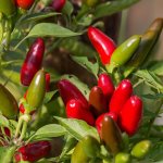 Chilli Jalapeno – Capsicum annuum – semena chilli – 6 ks – HobbyKompas.cz