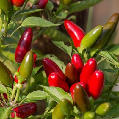 Chilli Jalapeno – Capsicum annuum – semena chilli – 6 ks – Zbozi.Blesk.cz