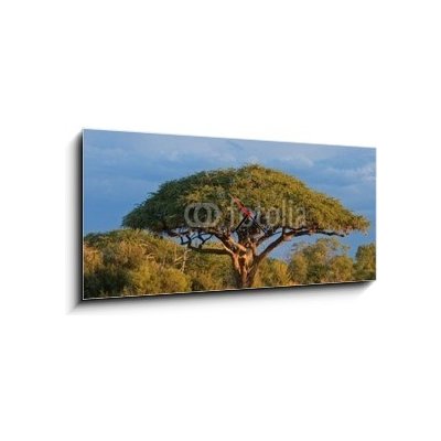 Obraz s hodinami 1D panorama - 120 x 50 cm - African Acacia tree, Hwange National Park, Zimbabwe Africký strom akácie, národní park Hwange, Zimbabwe – Zboží Mobilmania
