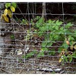 Lesní uzlíkové pletivo 200 cm / 17 drátů – Zboží Mobilmania