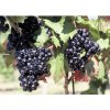 Osivo a semínko Vinná réva BIO modrá FloraSelf Bio Vitis vinifera 'Nero' 60-100 cm květináč 3 l