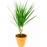 Gardners Dracaena marginata, průměr 6 cm Dracéna lemovaná, dračinec – Zboží Dáma