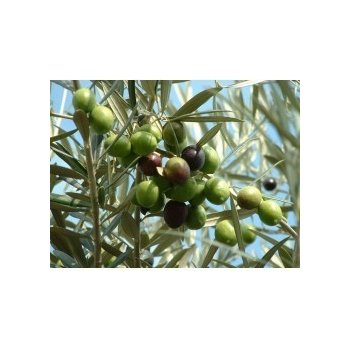 Olivovník evropský (Olea europaea) semena olivovníku - 5 ks S0185