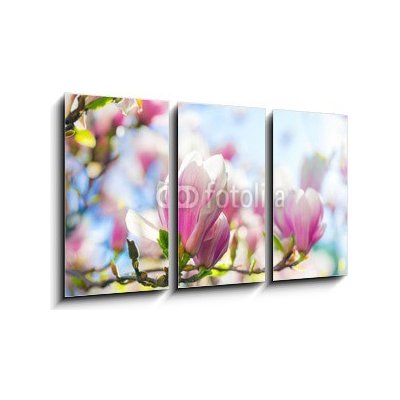 Obraz 3D třídílný - 90 x 50 cm - Beautiful blossoming magnolia tree in the spring time Krásný kvetoucí magnolia v jarním období – Zboží Mobilmania