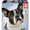 Puzzle Educa Mini Box French Bulldog 100 dílků