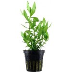 Hygrophila polysperma - Mokřanka mnohosemenná – HobbyKompas.cz
