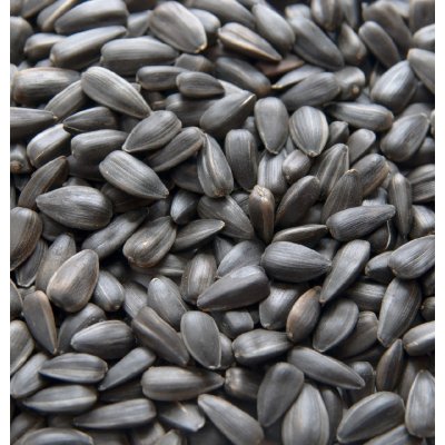 Biostan Biokron Slunečnice černá 5 kg – Zbozi.Blesk.cz