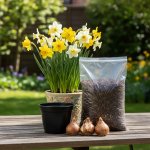 Sadbový set narcisů Produkty: Narcis 'Carlton' – Zboží Dáma