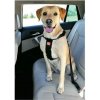 Potřeby pro cestování se psem Zolux Postroj Bezpečnostní do auta L
