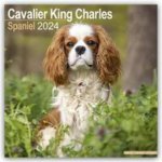 Cavalier King Charles Spaniel 16-Monats 2024 – Hledejceny.cz