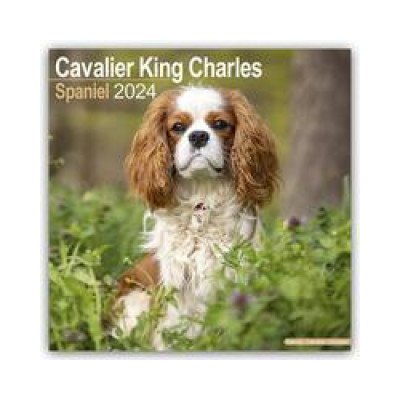 Cavalier King Charles Spaniel 16-Monats 2024 – Hledejceny.cz