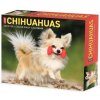 Kalendář Chihuahuas Box 2023