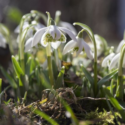 Sněženka plnokvětá - Galanthus nivalis double - cibule sněženky - 3 ks – HobbyKompas.cz