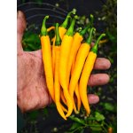 Semena Cayenne Yellow – Zboží Dáma