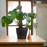 Tuselie Zavlažovací nádoba olla do květináče zapichovací 0,8 l přírodní – Zbozi.Blesk.cz