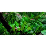 Cryptocoryne wendtii Green – Zboží Dáma