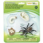 Životní cyklus Brouk Roháč Safari Ltd. – Zbozi.Blesk.cz