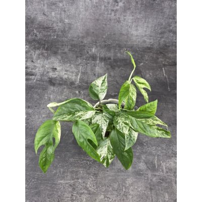 Epipremnum Marble King – Hledejceny.cz