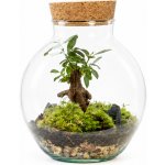 Gardners Skleněná dóza Campsis s korkovým špuntem, 19x15 cm - osázené Ficus Microcarpa Ginseng – Hledejceny.cz