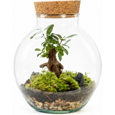 Gardners Skleněná dóza Campsis s korkovým špuntem, 19x15 cm - osázené Ficus Microcarpa Ginseng – Hledejceny.cz