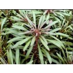 Eustralis stellata - Eustralka hvězdicovitá – Hledejceny.cz