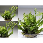 Microsorum pteropus Windelov – Zboží Dáma